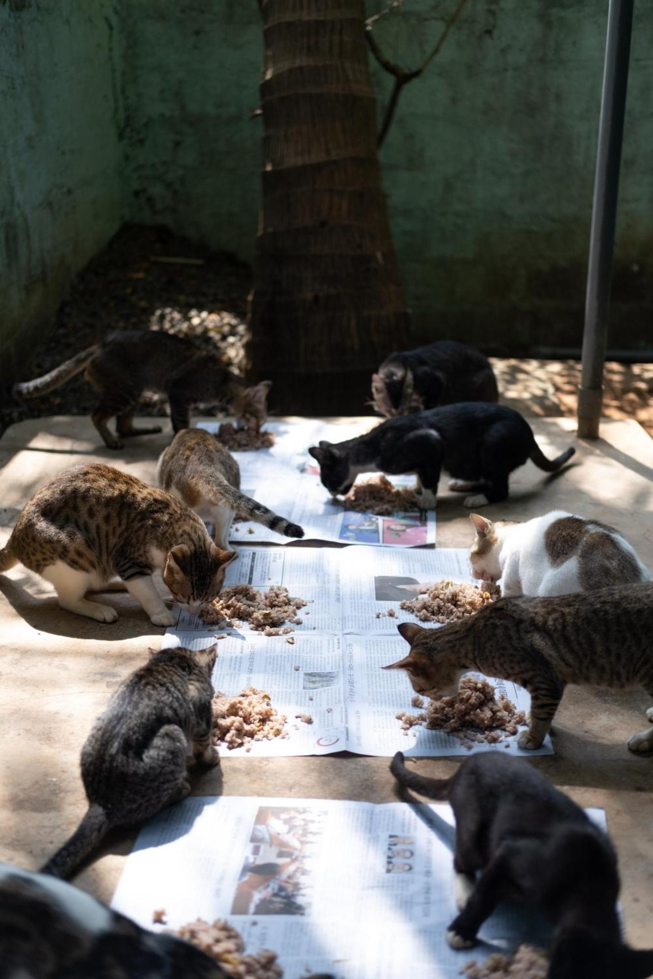 Alass Ga For Pets Lovers Trincomalee Exterior photo