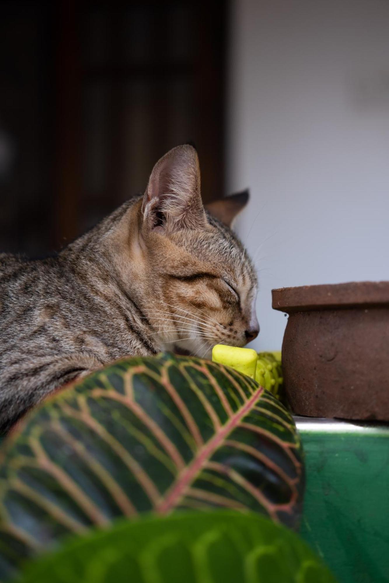 Alass Ga For Pets Lovers Trincomalee Exterior photo