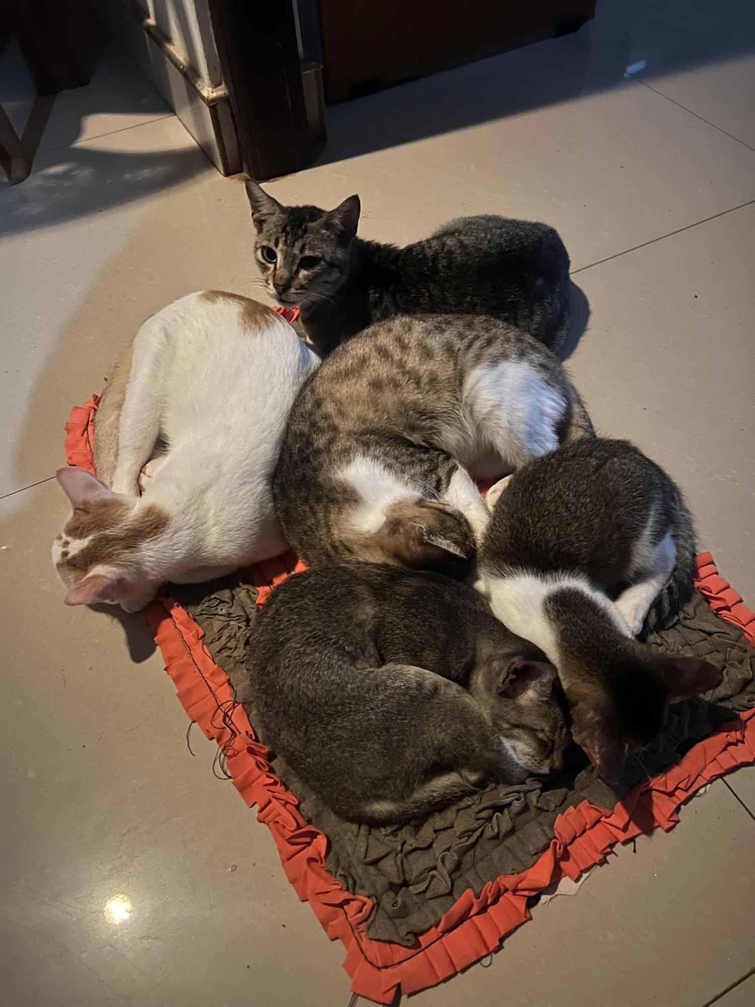 Alass Ga For Pets Lovers Trincomalee Exterior photo