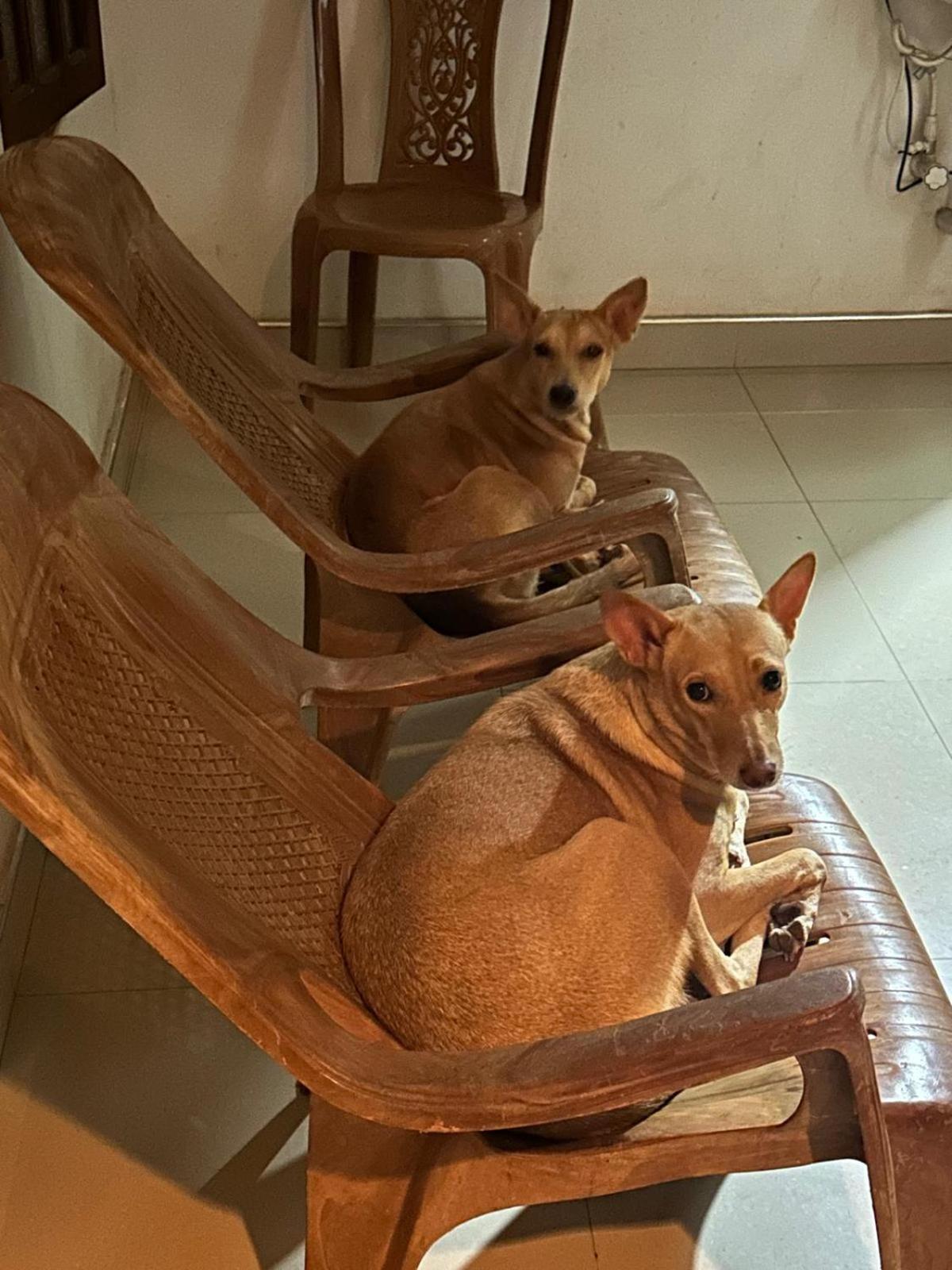 Alass Ga For Pets Lovers Trincomalee Exterior photo